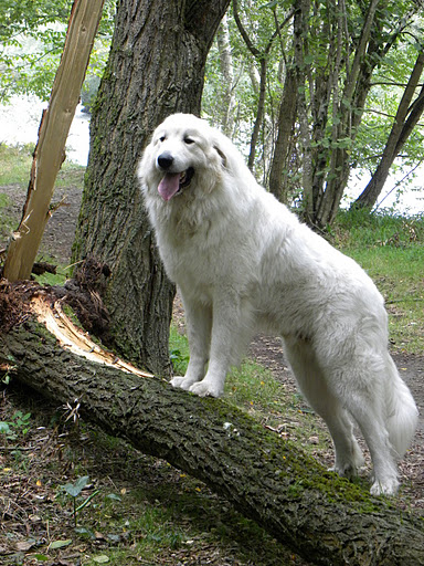Escoum du Pic de Viscos le papa de nos chiots